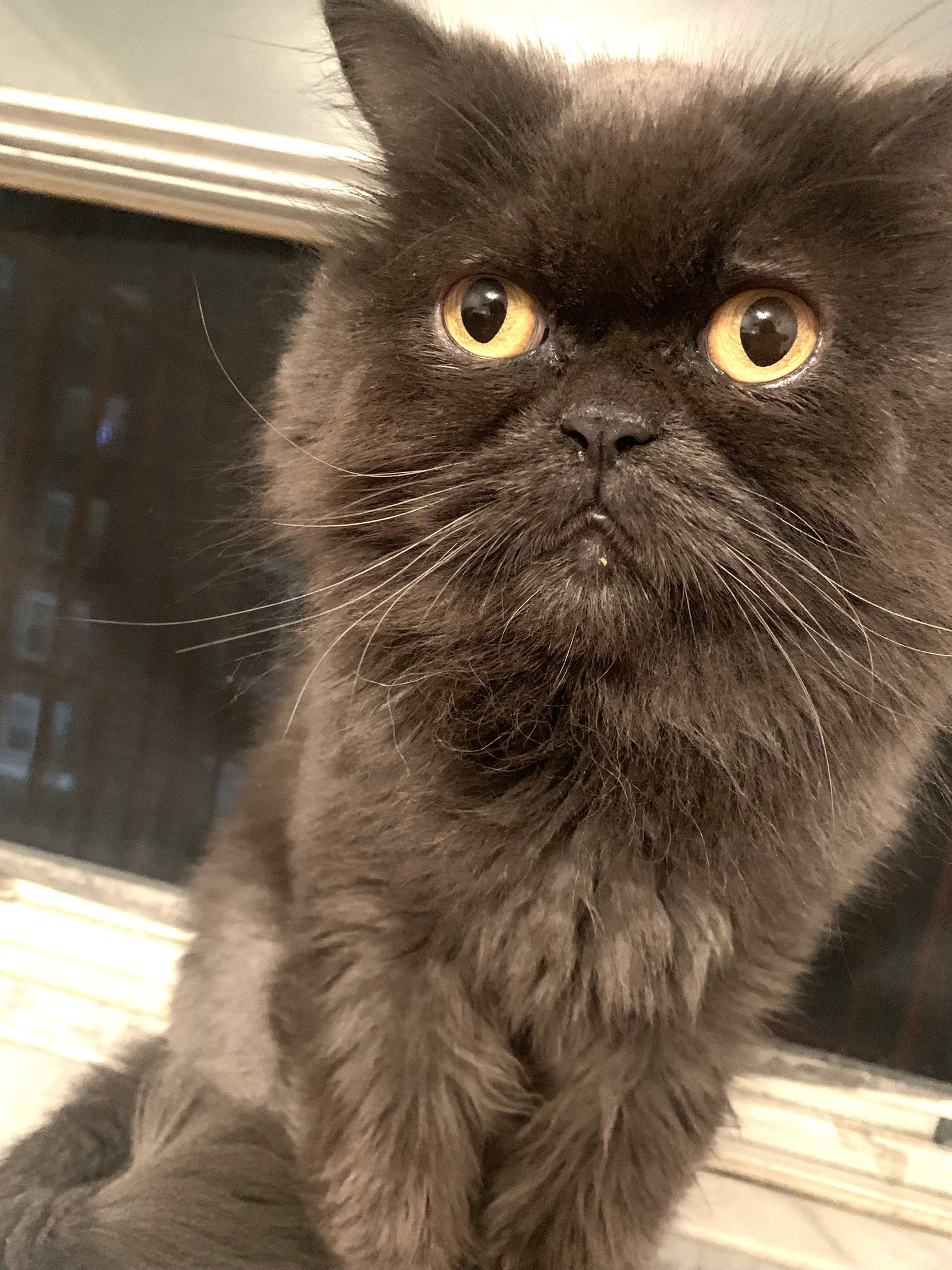 Coco, an adoptable Domestic Long Hair, Persian in Flushing, NY, 11358 | Photo Image 1