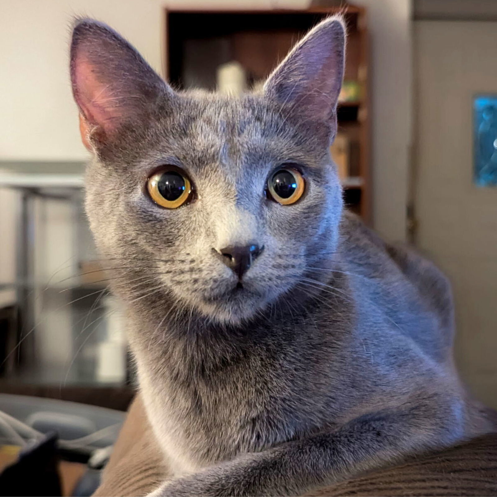 Perserverance, an adoptable Domestic Short Hair in Laramie, WY, 82073 | Photo Image 1