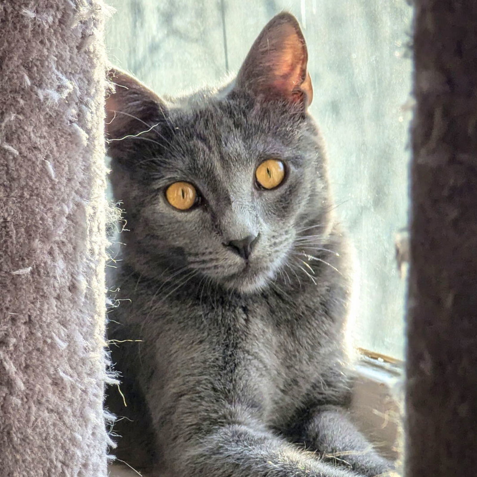 Perserverance, an adoptable Domestic Short Hair in Laramie, WY, 82073 | Photo Image 2