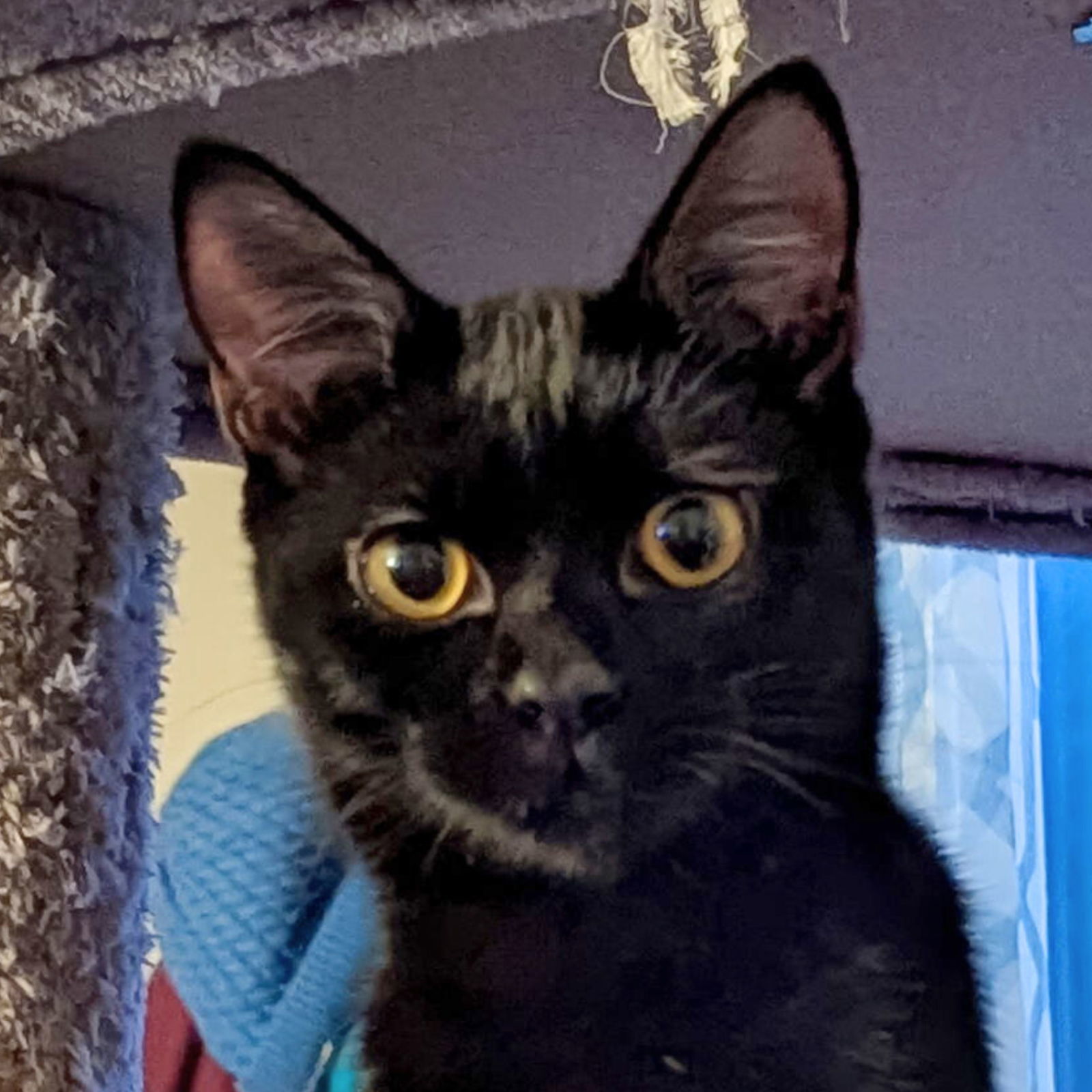 Courage, an adoptable Domestic Short Hair in Laramie, WY, 82073 | Photo Image 1