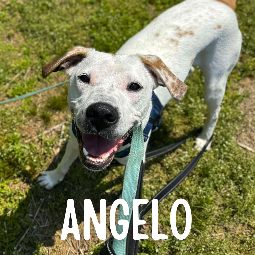 Angelo