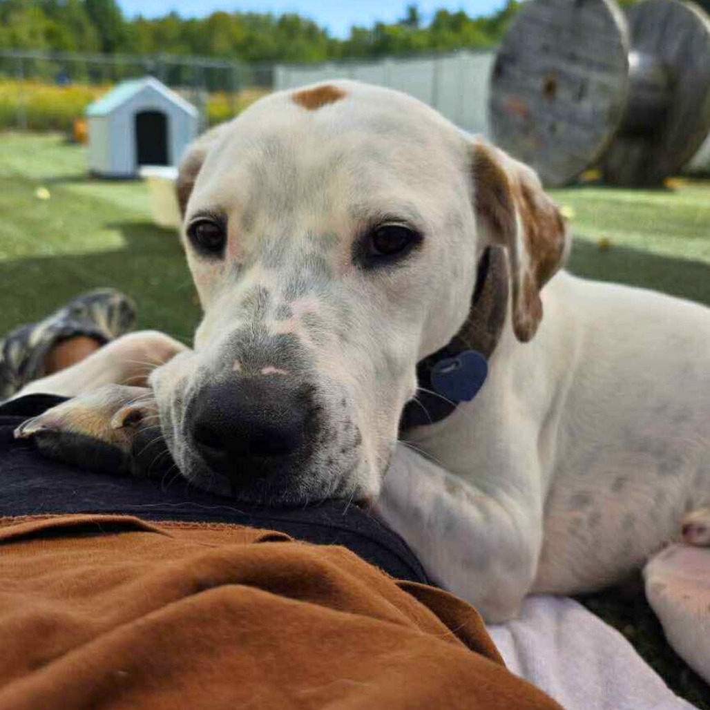 Angelo, an adoptable Mixed Breed in South Portland, ME, 04106 | Photo Image 1