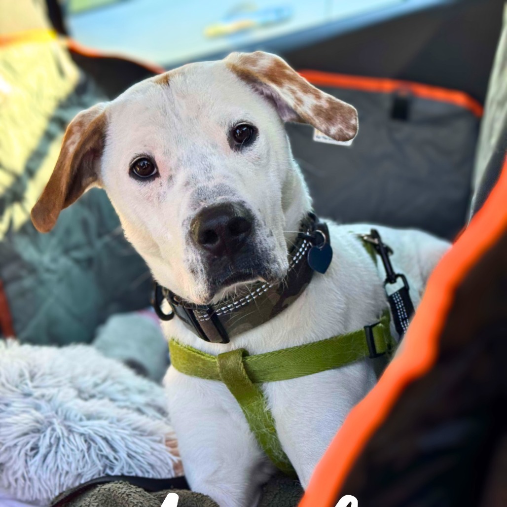 Angelo, an adoptable Mixed Breed in South Portland, ME, 04106 | Photo Image 3
