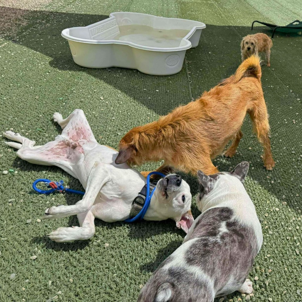 Angelo, an adoptable Mixed Breed in South Portland, ME, 04106 | Photo Image 4