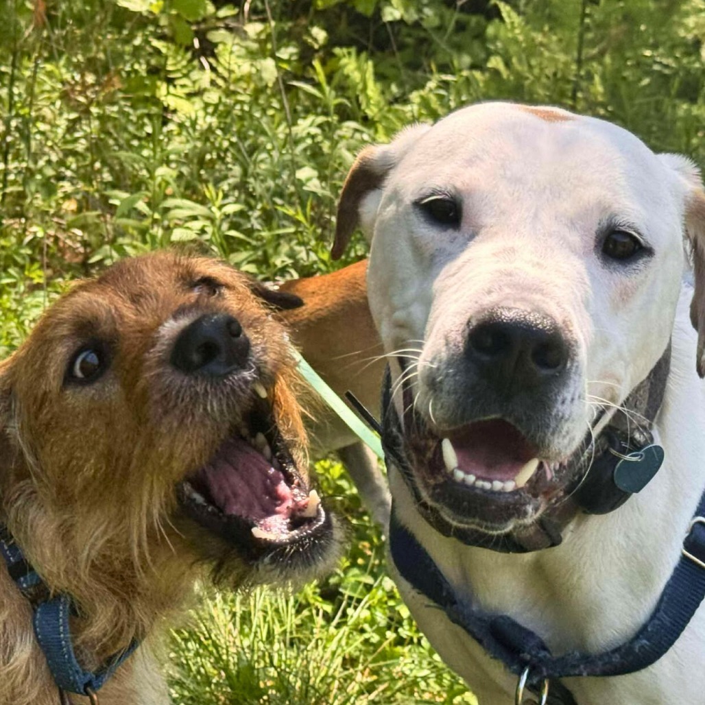 Angelo, an adoptable Mixed Breed in South Portland, ME, 04106 | Photo Image 5