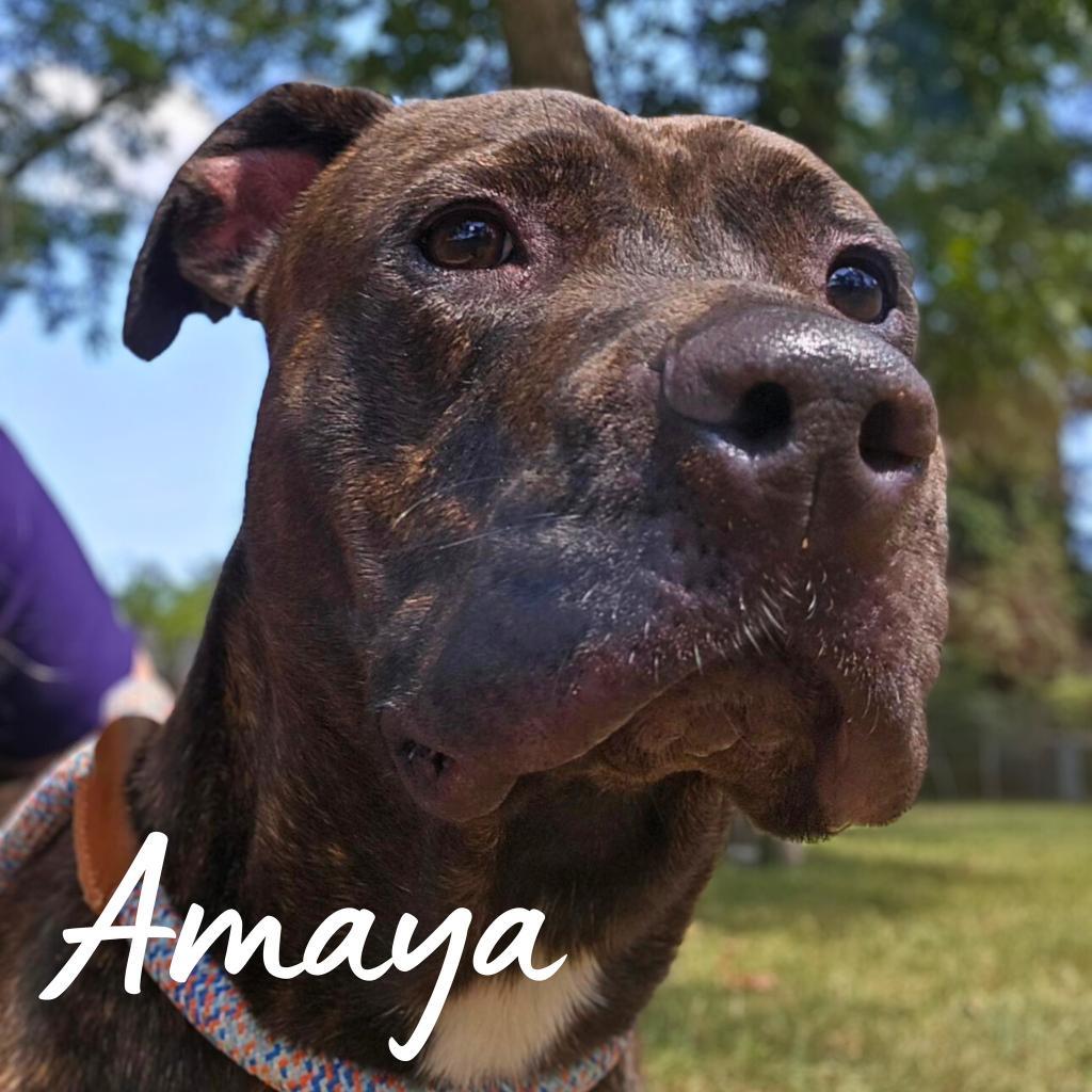 Amaya