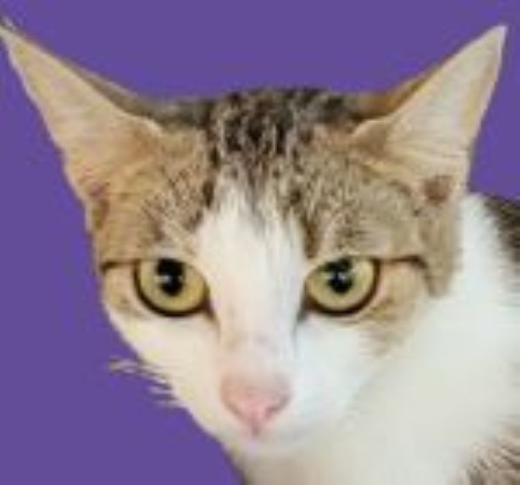 Gracie, an adoptable Domestic Short Hair, Tabby in Savannah, GA, 31406 | Photo Image 1