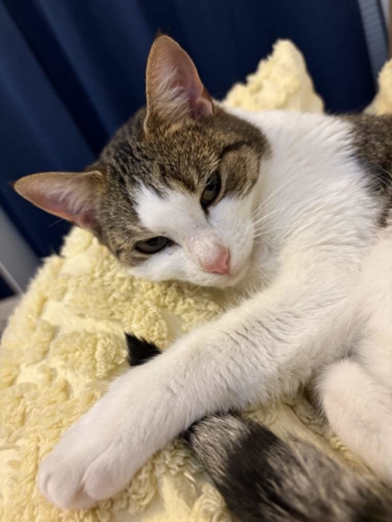 Gracie, an adoptable Domestic Short Hair, Tabby in Savannah, GA, 31406 | Photo Image 2