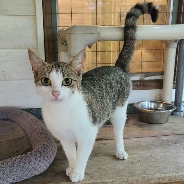 Gracie, an adoptable Domestic Short Hair, Tabby in Savannah, GA, 31406 | Photo Image 3