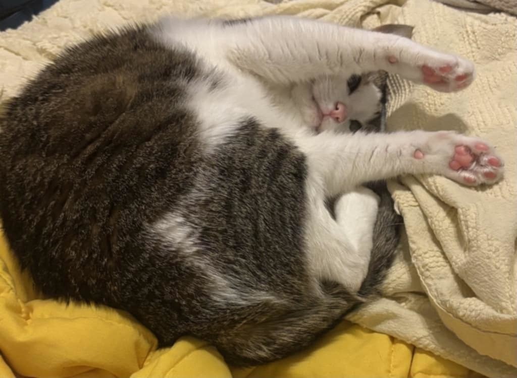 Gracie, an adoptable Domestic Short Hair, Tabby in Savannah, GA, 31406 | Photo Image 4