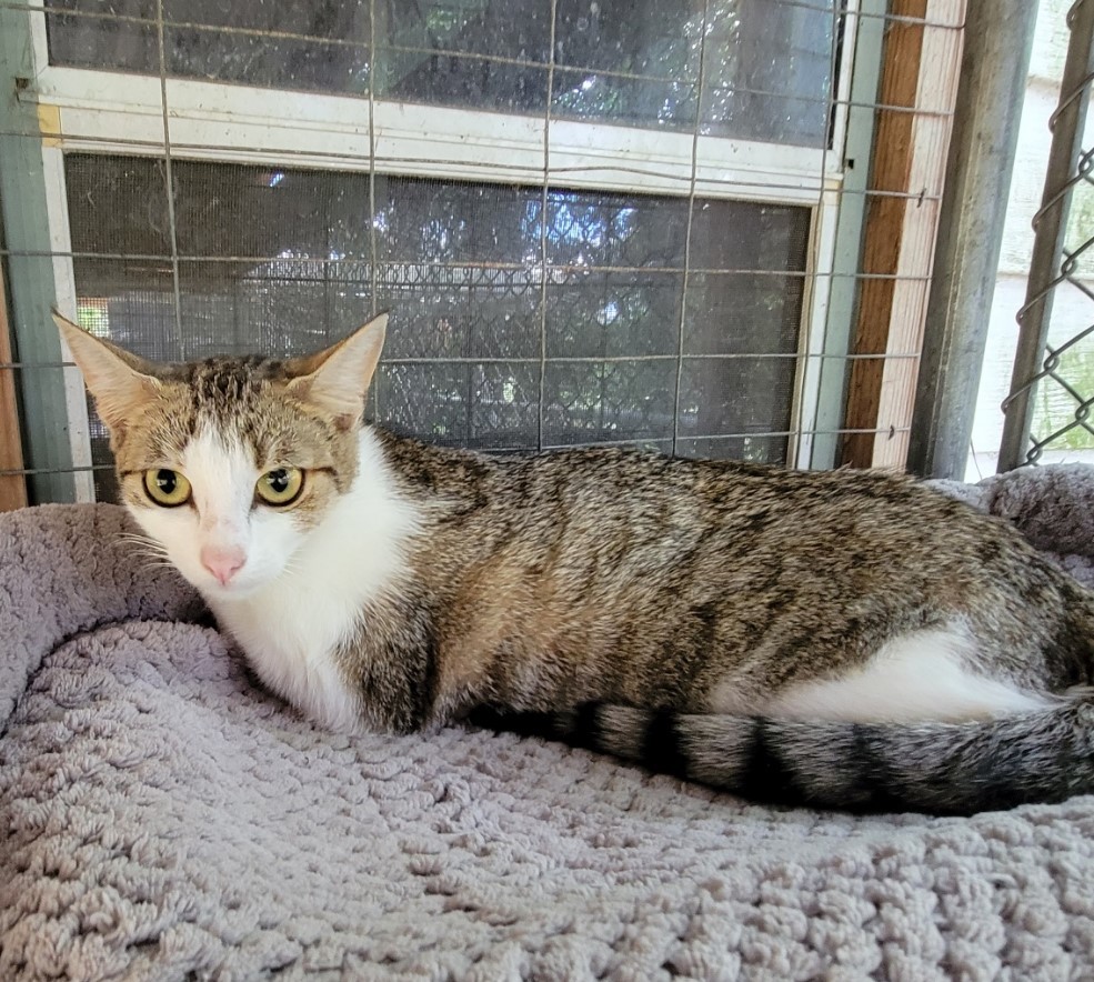 Gracie, an adoptable Domestic Short Hair, Tabby in Savannah, GA, 31406 | Photo Image 5