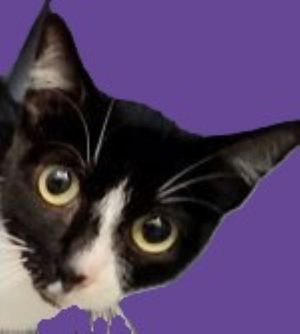 Ivy, Adult Female Domestic Short Hair