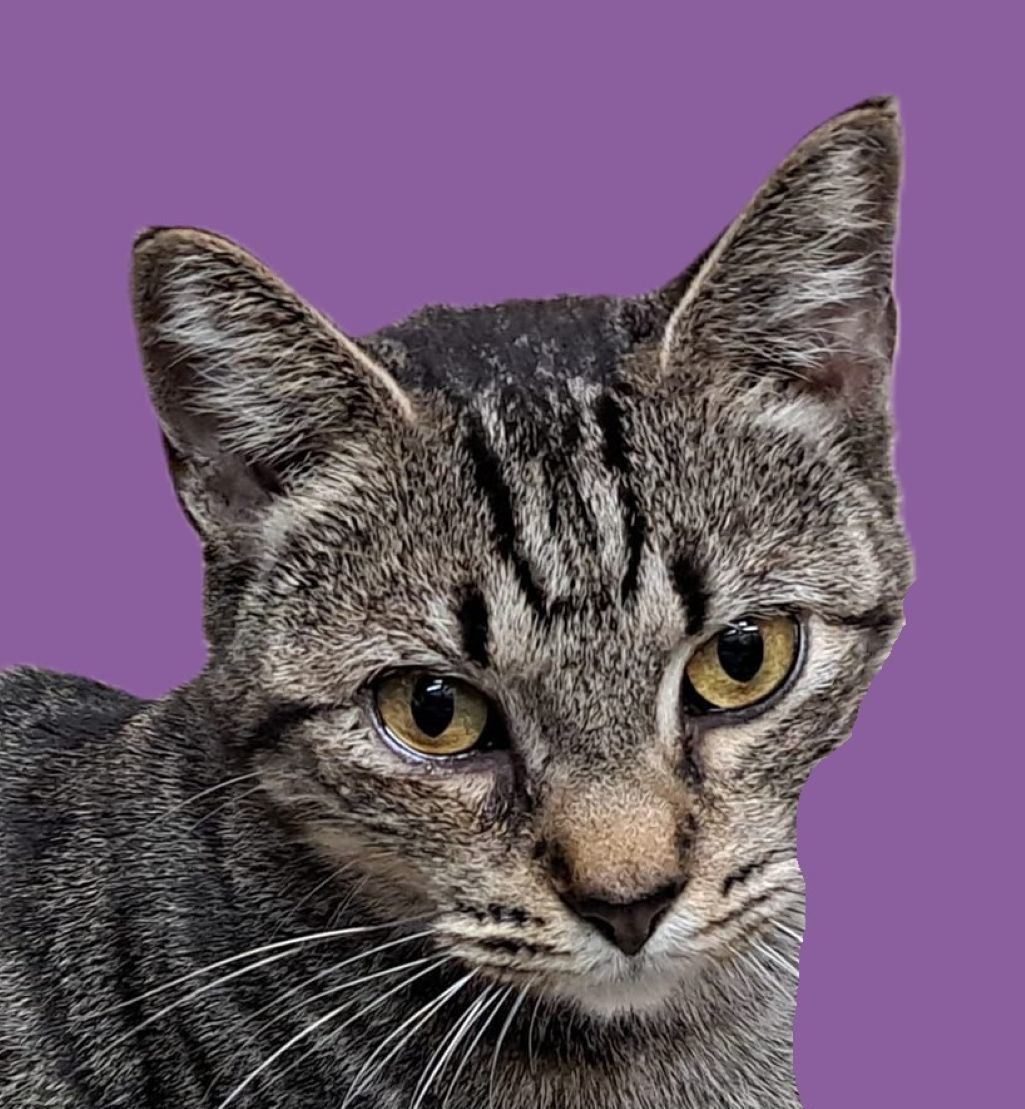 Stormie, an adoptable Tabby, Domestic Short Hair in Savannah, GA, 31406 | Photo Image 1
