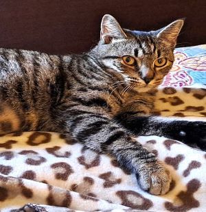 Stormie, an adoptable Tabby, Domestic Short Hair in Savannah, GA, 31406 | Photo Image 2