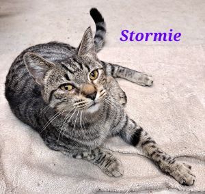 Stormie, an adoptable Tabby, Domestic Short Hair in Savannah, GA, 31406 | Photo Image 3