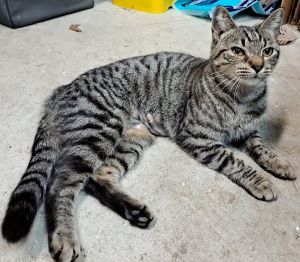 Stormie, an adoptable Tabby, Domestic Short Hair in Savannah, GA, 31406 | Photo Image 4