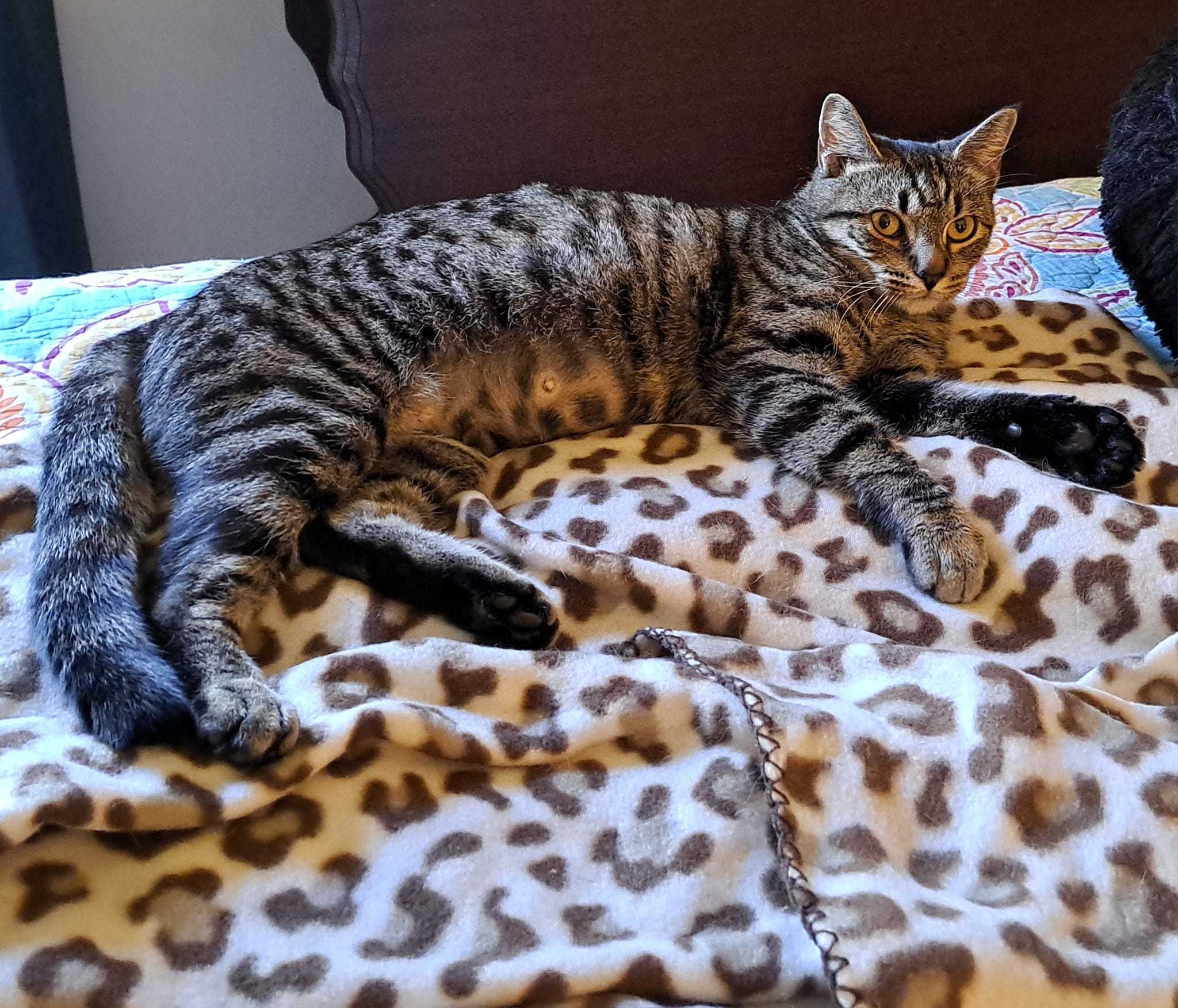 Stormie, an adoptable Tabby, Domestic Short Hair in Savannah, GA, 31406 | Photo Image 5