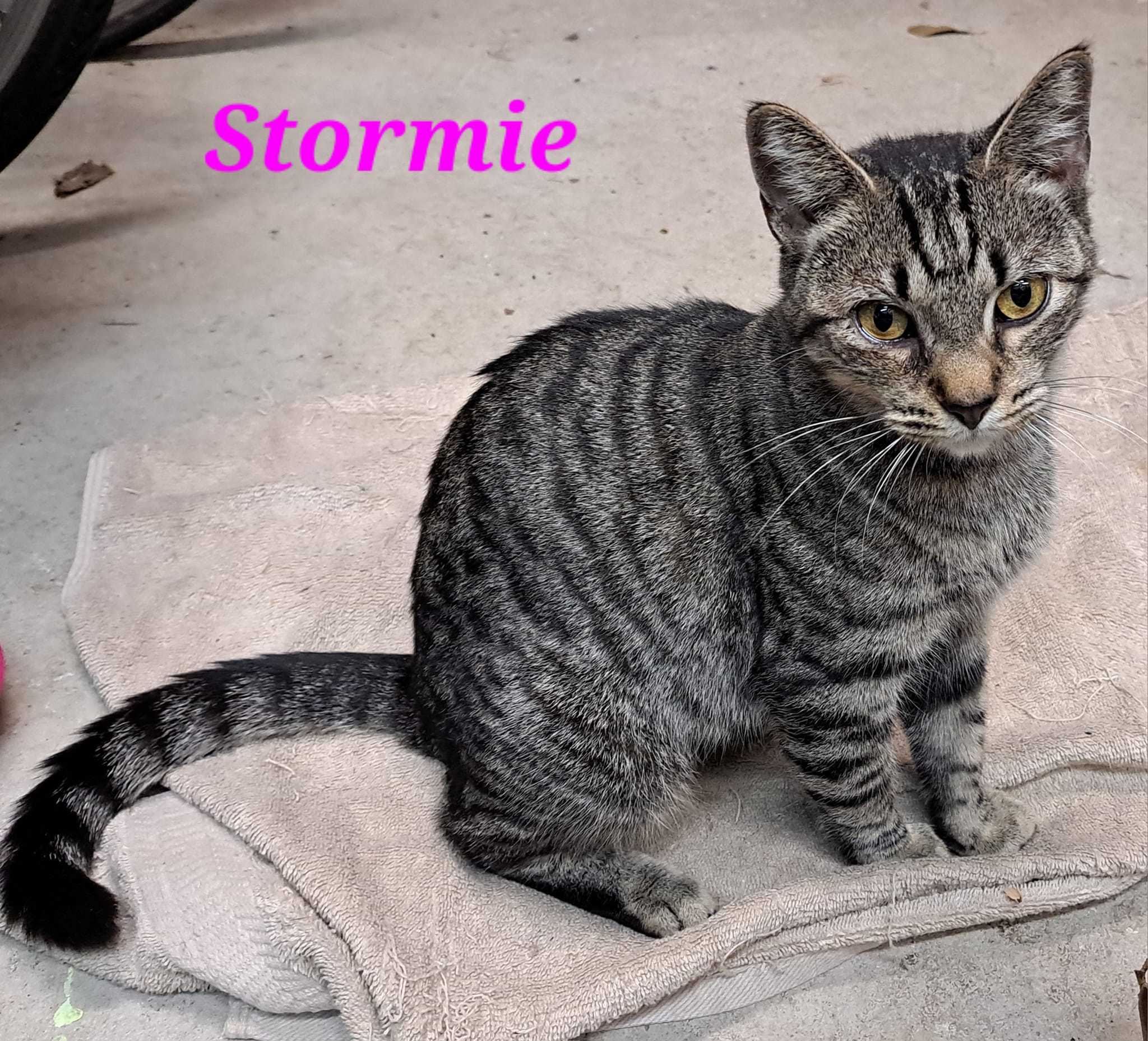 Stormie, an adoptable Tabby, Domestic Short Hair in Savannah, GA, 31406 | Photo Image 6