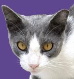 Pretty Boy, an adoptable Domestic Short Hair in Savannah, GA, 31406 | Photo Image 1