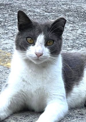 Pretty Boy, an adoptable Domestic Short Hair in Savannah, GA, 31406 | Photo Image 2