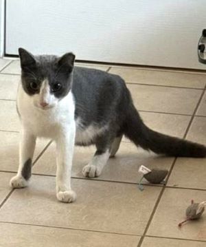 Pretty Boy, an adoptable Domestic Short Hair in Savannah, GA, 31406 | Photo Image 3