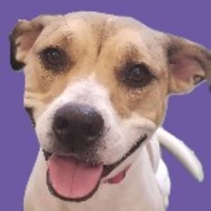 Leia, Adult Female Hound