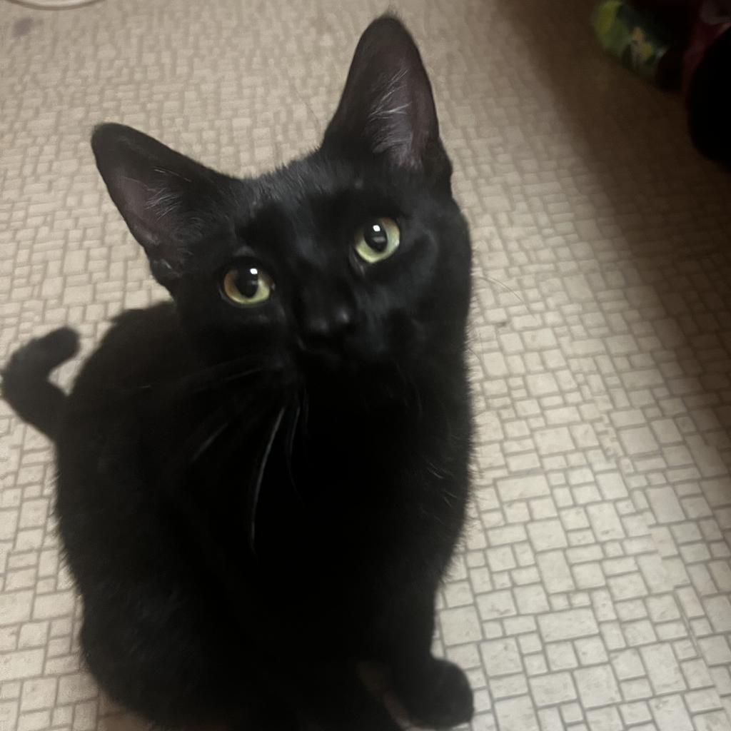 Lilla