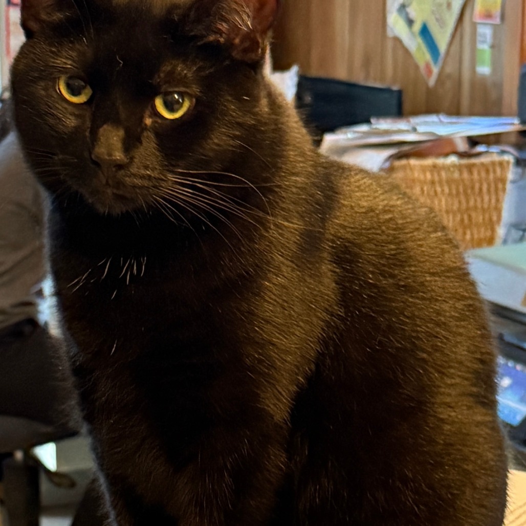 Lilla