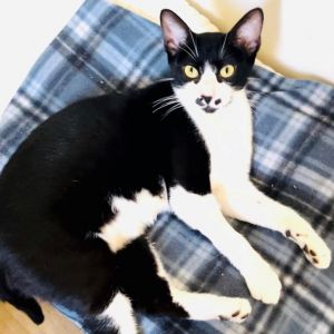Meet Chloe the ultimate survivor and sweetheart This gorgeous black-and-white 