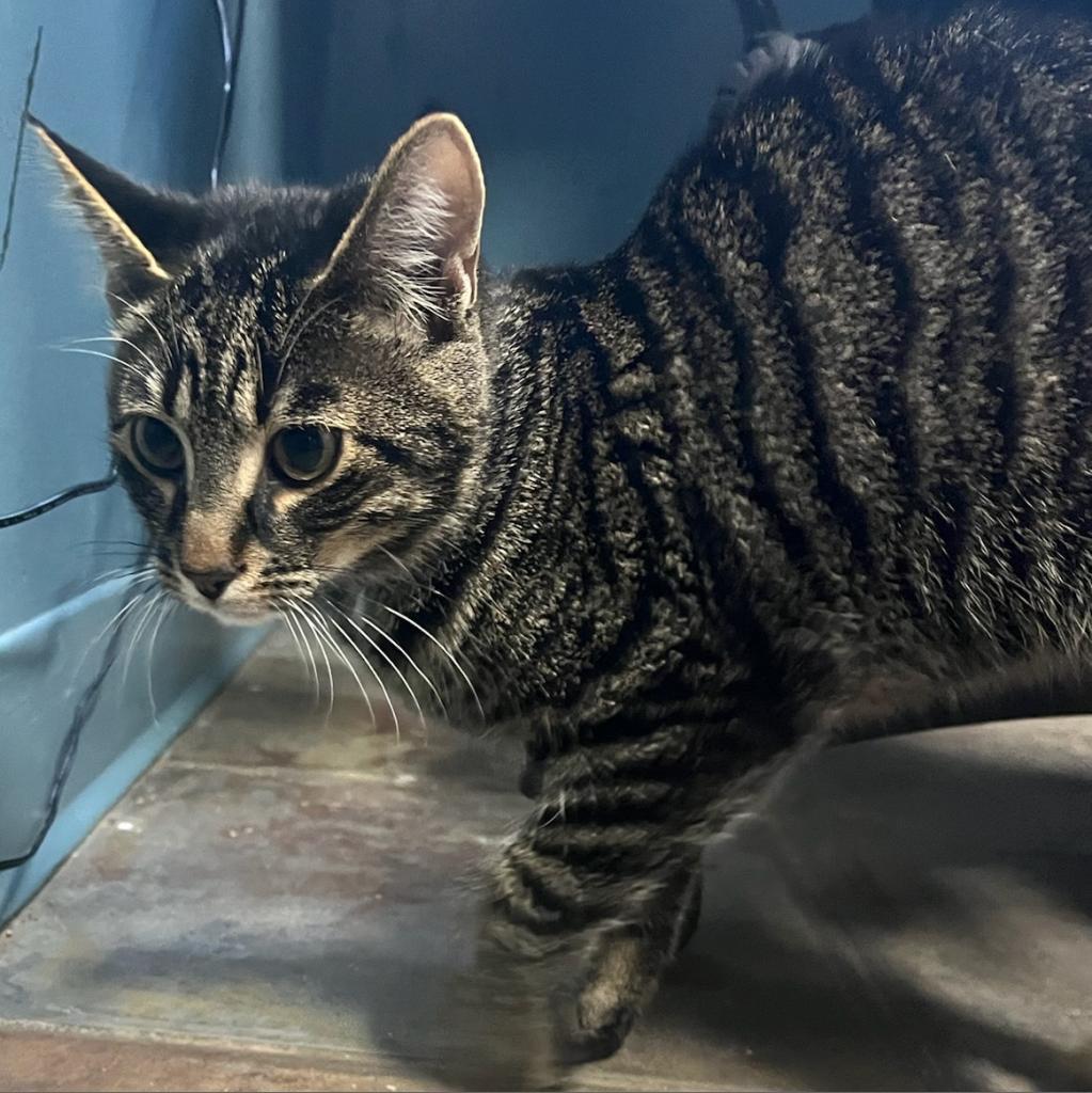 Aries, an adoptable Domestic Short Hair in North Battleford, SK, S9A 2M7 | Photo Image 1