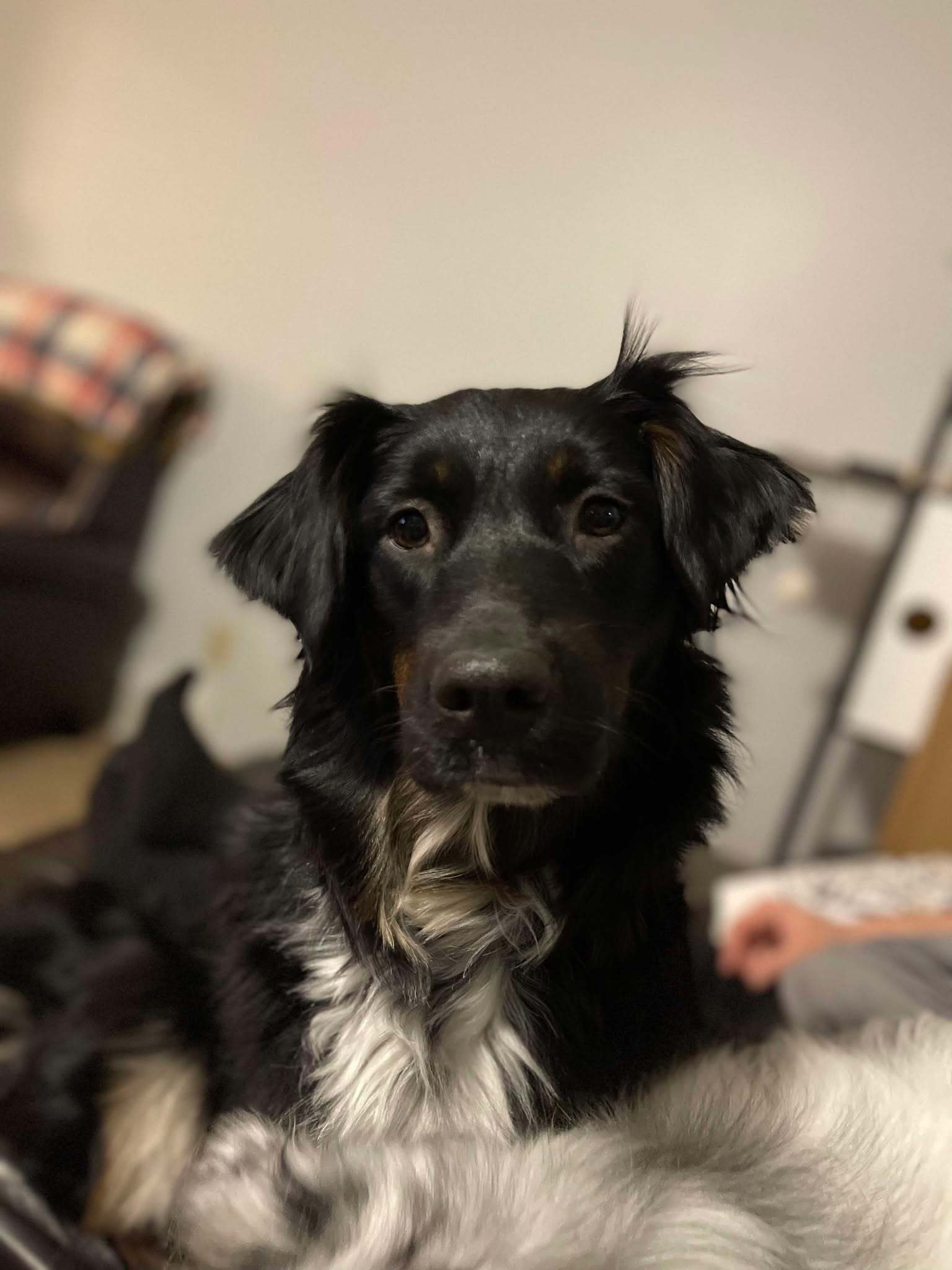 Matilda, an adoptable Australian Shepherd in Little Chute, WI, 54140 | Photo Image 1