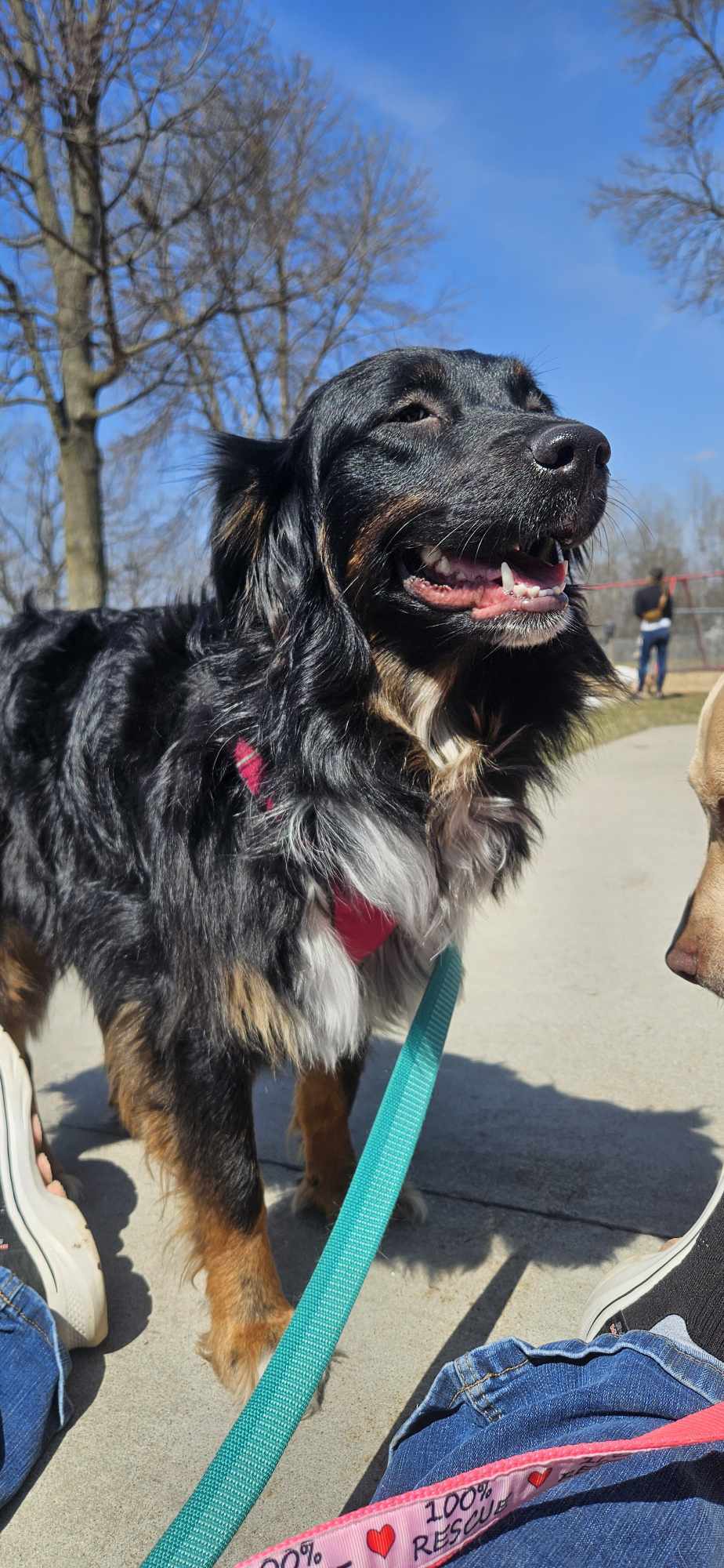 Matilda, an adoptable Australian Shepherd in Little Chute, WI, 54140 | Photo Image 2