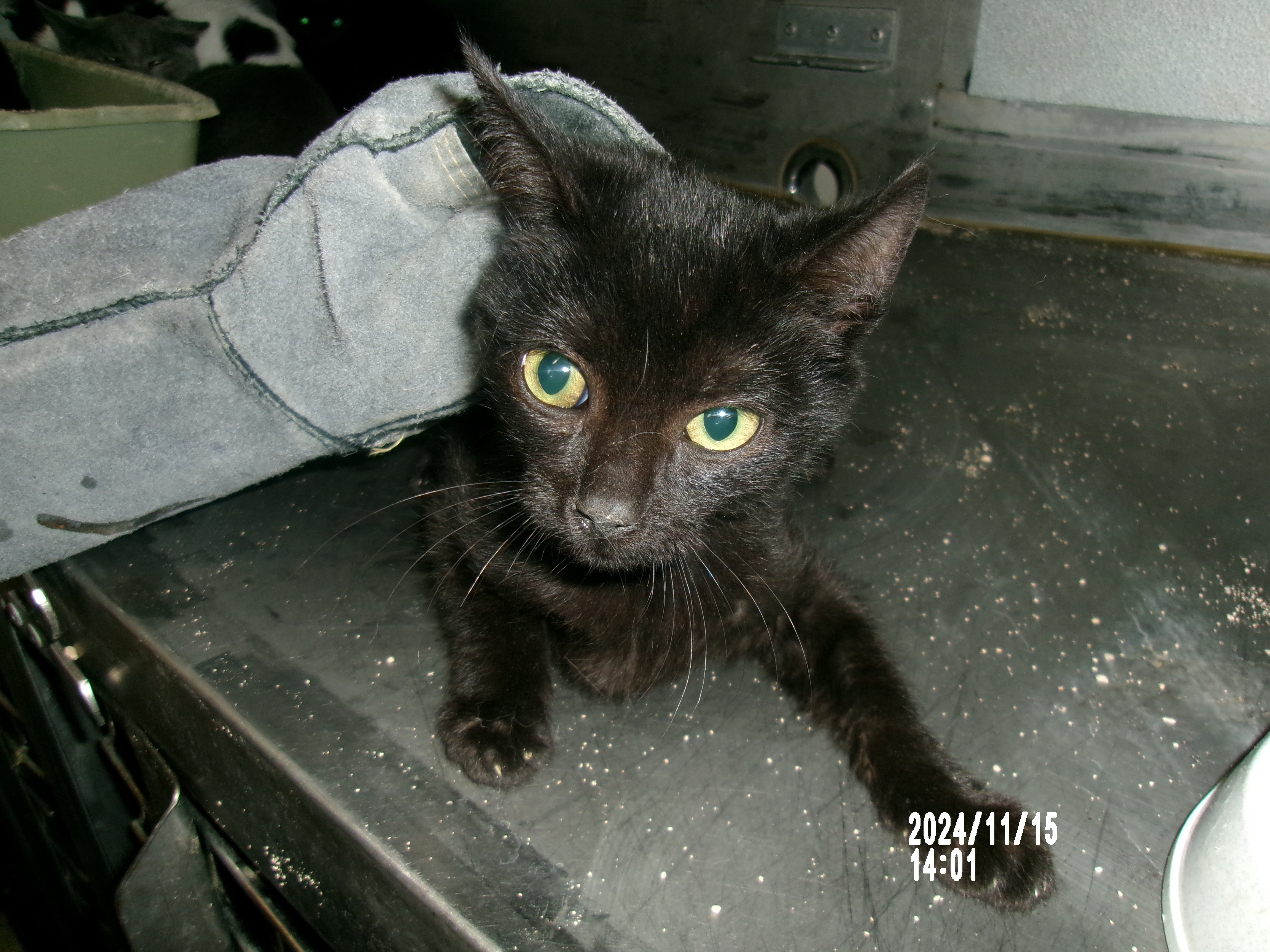 Dallas, an adoptable Domestic Short Hair in Clovis, NM, 88101 | Photo Image 1