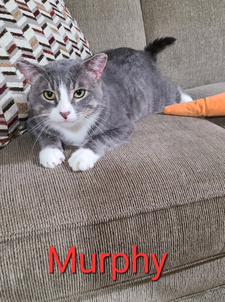 Murphy