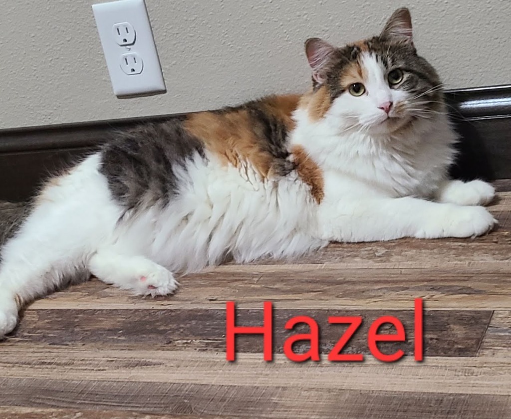 Hazel