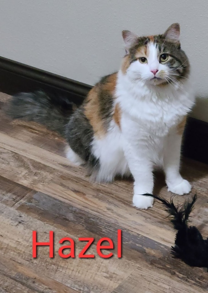 Hazel