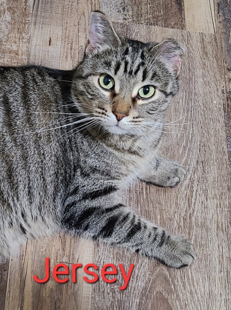 Jersey, an adoptable Domestic Short Hair in Minot, ND, 58701 | Photo Image 1