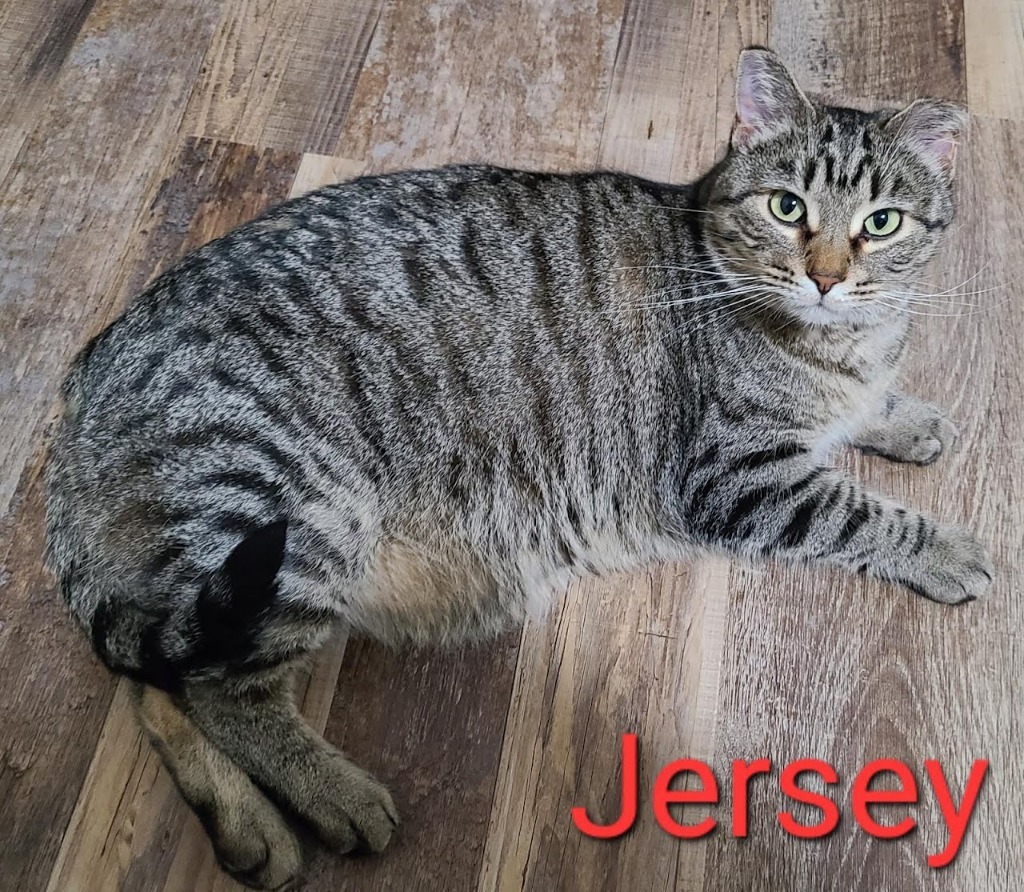 Jersey, an adoptable Domestic Short Hair in Minot, ND, 58701 | Photo Image 2