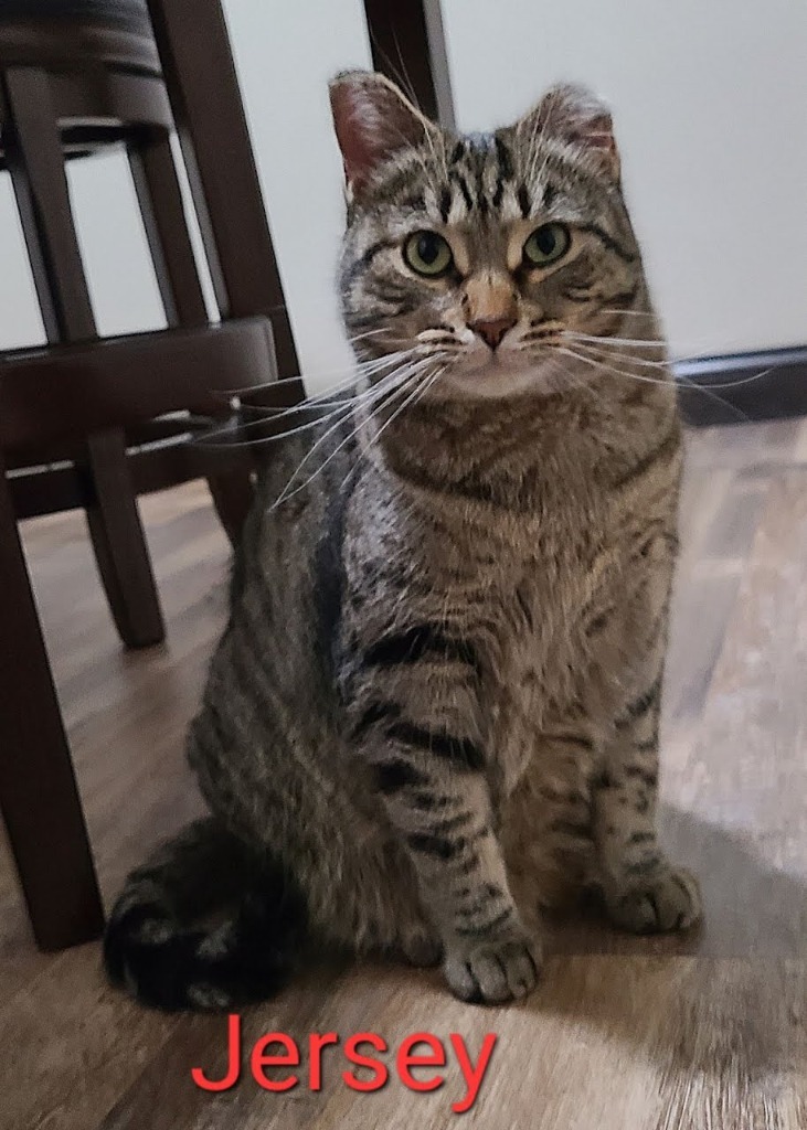 Jersey, an adoptable Domestic Short Hair in Minot, ND, 58701 | Photo Image 3