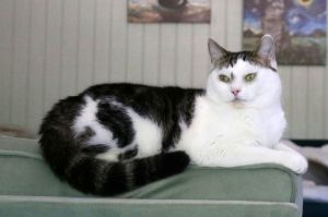 Vanilla Domestic Short Hair Cat