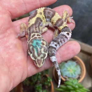 Star, Young Female Gecko