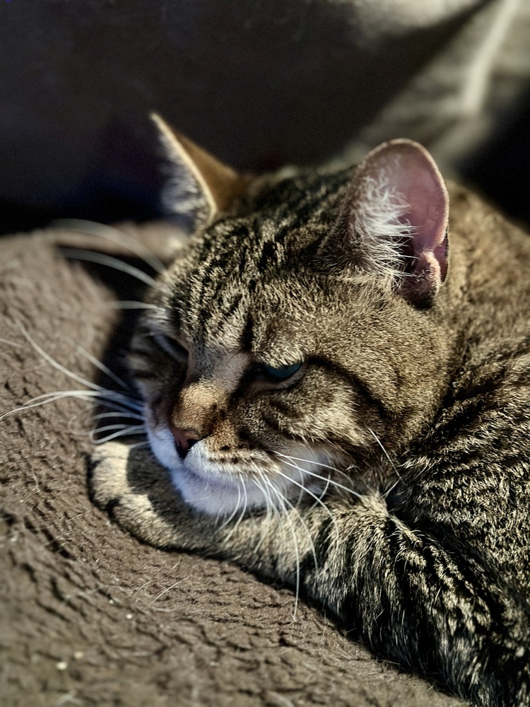 Maverick - CH - OR, an adoptable Tabby in Keizer, OR, 97303 | Photo Image 5