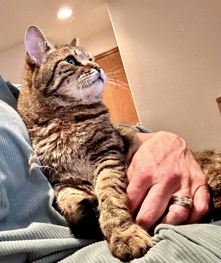 Maverick - CH - OR, an adoptable Tabby in Keizer, OR, 97303 | Photo Image 6