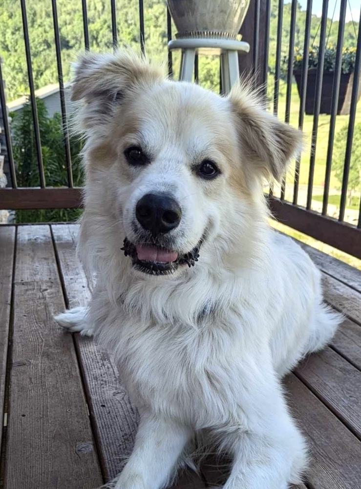 Rocky, an adoptable Great Pyrenees in Rockland, WI, 54653 | Photo Image 1