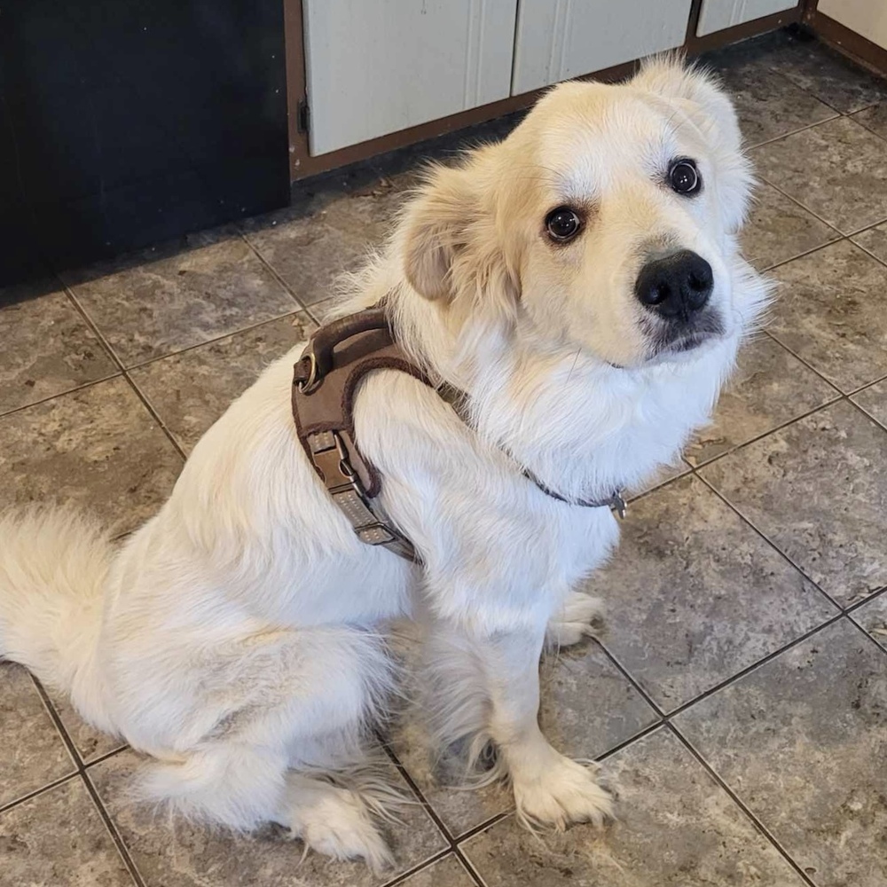 Rocky, an adoptable Great Pyrenees in Rockland, WI, 54653 | Photo Image 2