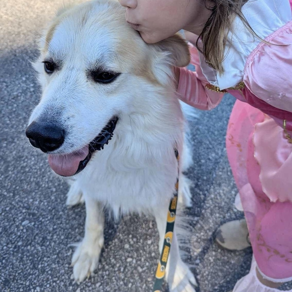 Rocky, an adoptable Great Pyrenees in Rockland, WI, 54653 | Photo Image 3