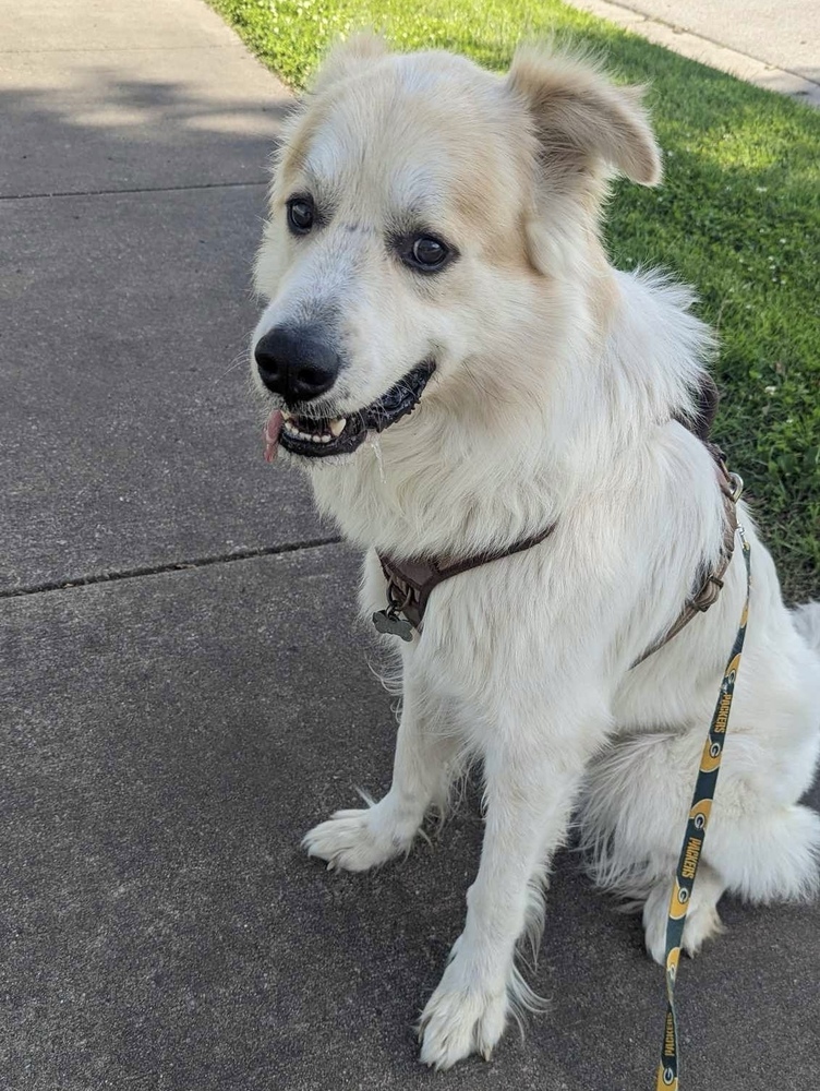 Rocky, an adoptable Great Pyrenees in Rockland, WI, 54653 | Photo Image 4