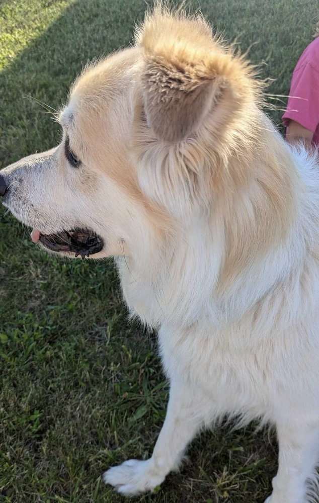 Rocky, an adoptable Great Pyrenees in Rockland, WI, 54653 | Photo Image 5