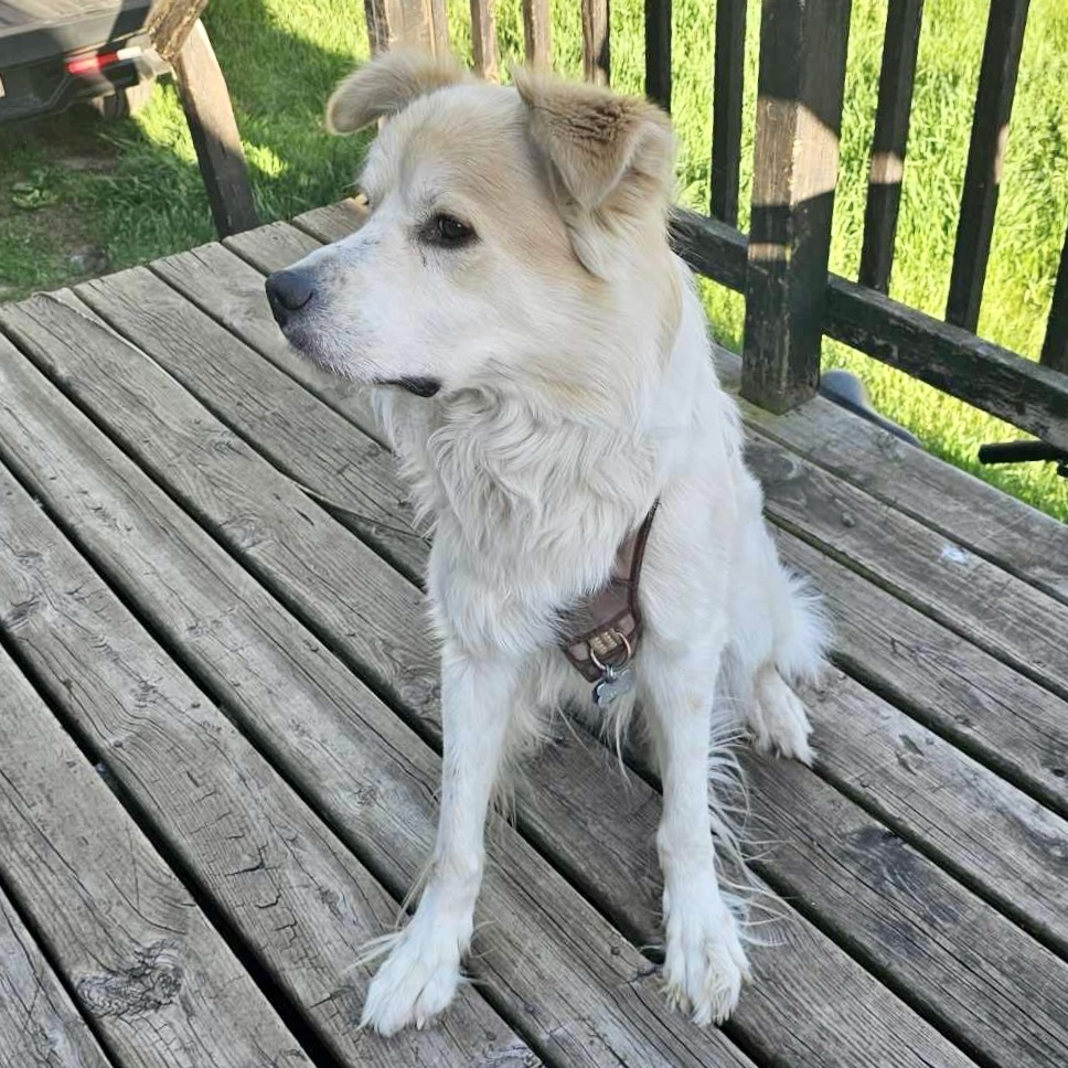 Rocky, an adoptable Great Pyrenees in Rockland, WI, 54653 | Photo Image 6