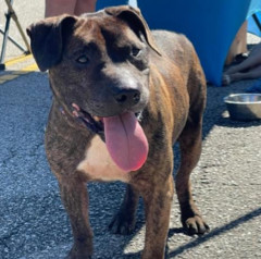 Rolex, Senior Male Pit Bull Terrier